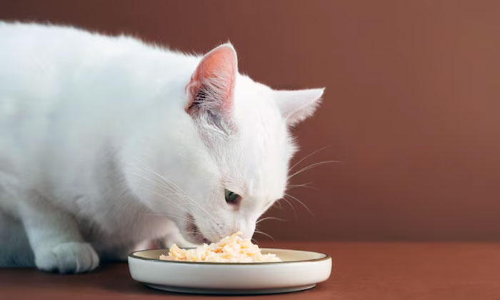 penyebab kucing tidak mau makan