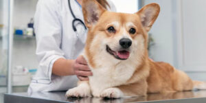 anjing peliharaan perlu dokter hewan