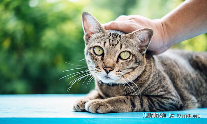 kucing bisa merasakan emosi pemiliknya