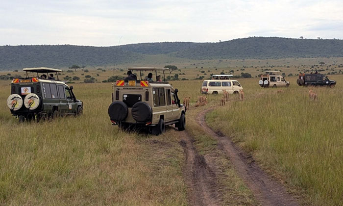 petualangan safari seru dengan satwa liar afrika